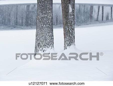 Trees in winter View Large Photo Image Stock Image - Trees in winter. Fotosearch