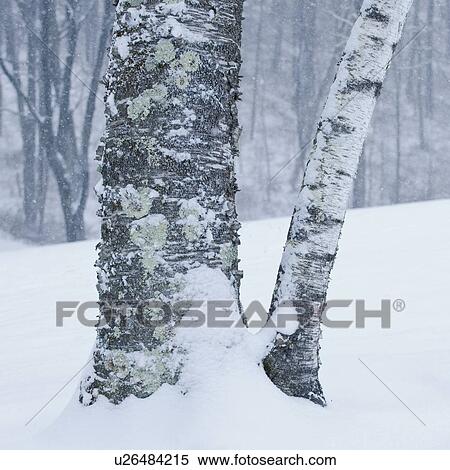 Stock Photography - Trees in winter. Fotosearch