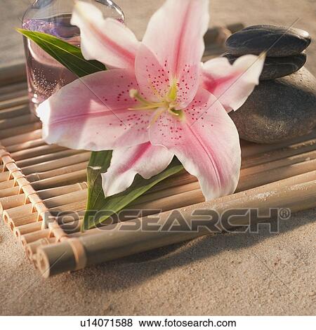Stock Photo - Tropical flower and spa elements. Fotosearch