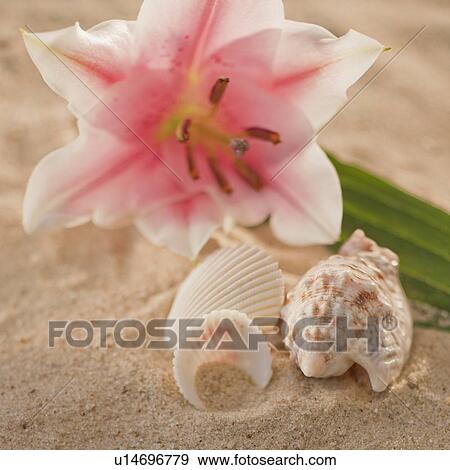 Stock Photo - Tropical flower and spa elements. Fotosearch