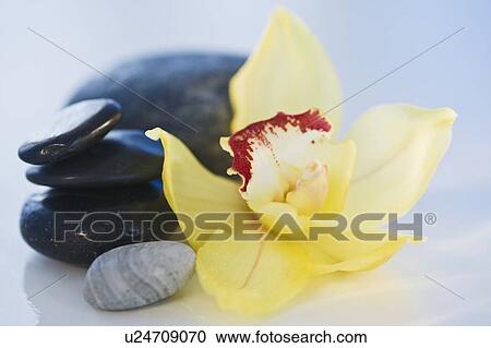 Stock Image - Tropical flower and stones. Fotosearch