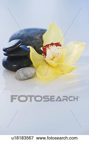 Stock Photo - Tropical flower and stones. Fotosearch