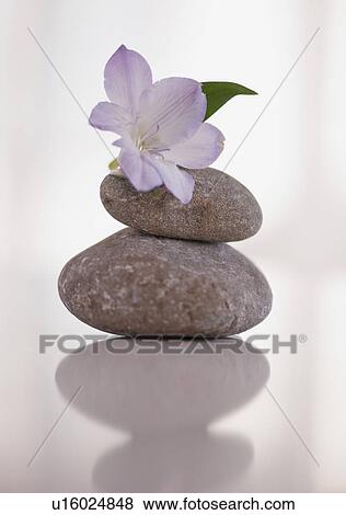 Tropical flower balanced on stones View Large Photo Image Stock Photo - Tropical flower balanced on stones. Fotosearch
