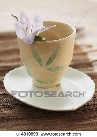 Tropical flower in tea cup View Large Photo Image Stock Photo - Tropical flower in tea cup. Fotosearch