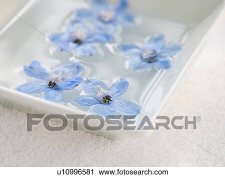 Stock Image - Tropical flowers in bowl of water. Fotosearch