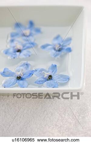 Tropical flowers in bowl of water View Large Photo Image Stock Photography - Tropical flowers in bowl of water. Fotosearch