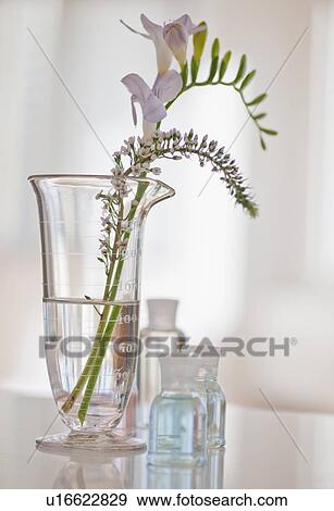 Stock Photo - Tropical flowers in glass vase. Fotosearch