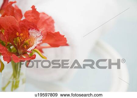 Tropical flowers in vase View Large Photo Image Stock Photo - Tropical flowers in vase. Fotosearch