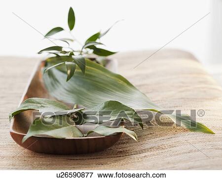 Tropical leaves in wooden bowl View Large Photo Image Stock Photo - Tropical leaves in wooden bowl. Fotosearch