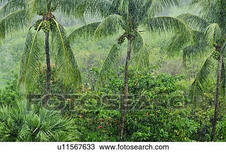 Tropical rainforest View Large Photo Image Stock Image - Tropical rainforest. Fotosearch