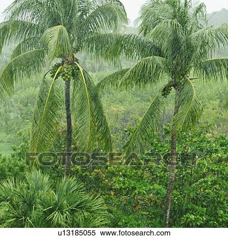 Tropical rainforest View Large Photo Image Stock Photography - Tropical rainforest. Fotosearch