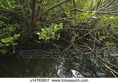 Tropical salt pond View Large Photo Image Stock Photo - Tropical salt pond. Fotosearch