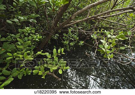 Tropical salt pond View Large Photo Image Stock Photography - Tropical salt pond. Fotosearch