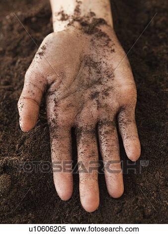 Woman planting sapling View Large Photo Image Stock Photography - Woman planting sapling. Fotosearch