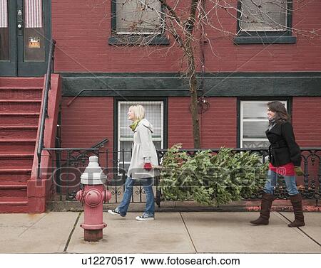 Women carrying Christmas tree on urban street View Large Photo Image Stock Photo - Women carrying Christmas tree on urban street. Fotosearch