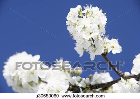 Apple Blossom Against Blu Sky View Large Photo Image Stock Image - Apple Blossom Against Blu Sky. Fotosearch