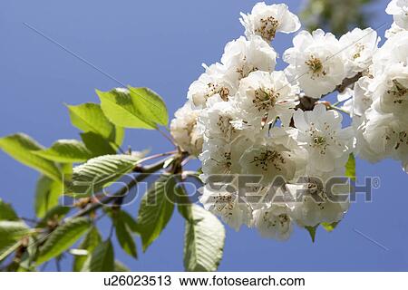 Apple Blossom On Tree Branch View Large Photo Image Stock Image - Apple Blossom On Tree Branch. Fotosearch