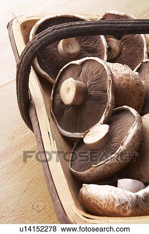 Basket Of Freshly Picked Mushrooms View Large Photo Image Stock Photo - Basket Of Freshly Picked Mushrooms. Fotosearch