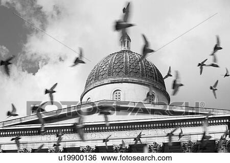Birds Flying In Front Of The National Gallery, London, England View Large Photo Image Stock Photograph - Birds Flying In Front Of The National Gallery, London, England. Fotosearch