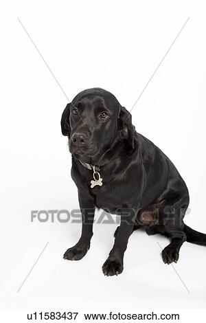 Black Dog Sitting Down View Large Photo Image Stock Photo - Black Dog Sitting Down. Fotosearch