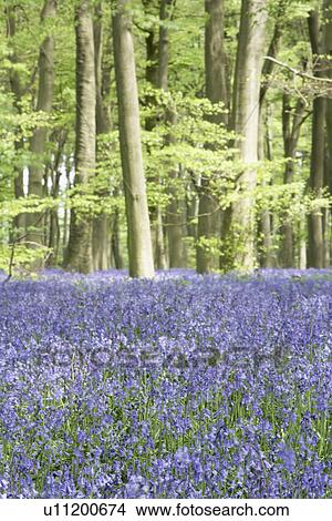 Bluebells Growing In Woodland View Large Photo Image Picture - Bluebells Growing In Woodland. Fotosearch