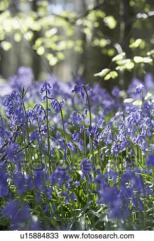 Bluebells Growing In Woodland View Large Photo Image Stock Image - Bluebells Growing In Woodland. Fotosearch