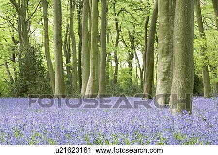 Stock Image - Bluebells Growing In Woodland. Fotosearch