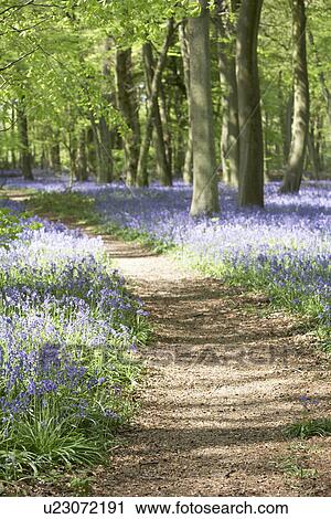 Bluebells Growing In Woodland View Large Photo Image Stock Image - Bluebells Growing In Woodland. Fotosearch
