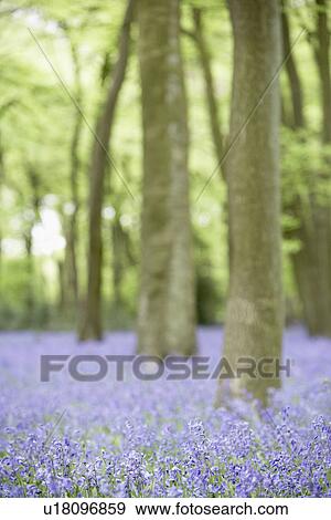 Bluebells Growing In Woodland View Large Photo Image Stock Photo - Bluebells Growing In Woodland. Fotosearch