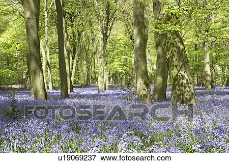 Stock Photo - Bluebells Growing In Woodland. Fotosearch