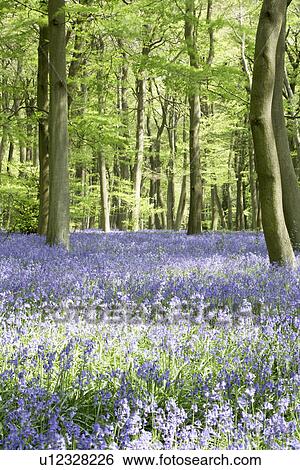 Stock Photograph - Bluebells Growing In Woodland. Fotosearch