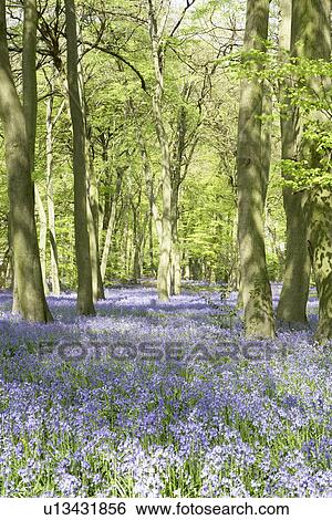 Bluebells Growing In Woodland View Large Photo Image Stock Photograph - Bluebells Growing In Woodland. Fotosearch