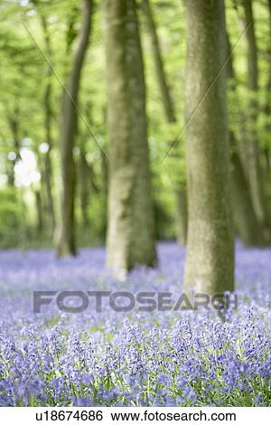 Bluebells Growing In Woodland View Large Photo Image Stock Photograph - Bluebells Growing In Woodland. Fotosearch