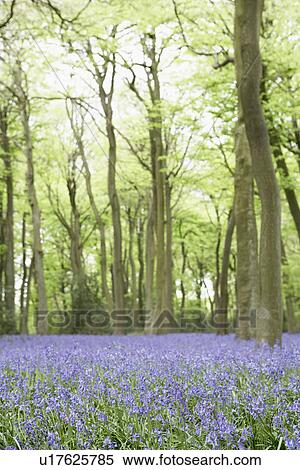 Stock Photography - Bluebells Growing In Woodland. Fotosearch
