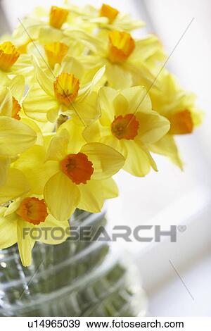Bouquet Of Daffodils View Large Photo Image Stock Photo - Bouquet Of Daffodils. Fotosearch