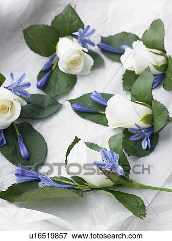 Stock Photo - Box Filled With White Rose Corsages. Fotosearch