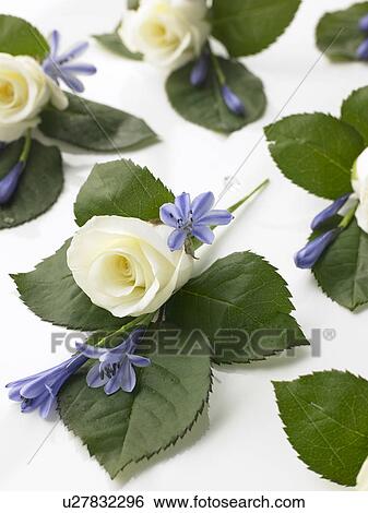 Box Filled With White Rose Corsages View Large Photo Image Stock Photograph - Box Filled With White Rose Corsages. Fotosearch