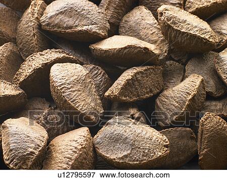 Brazil Nut Shells View Large Photo Image Stock Photo - Brazil Nut Shells. Fotosearch