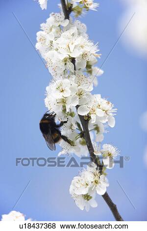 Bumblebee Collecting Pollen From Apple Blossom View Large Photo Image Stock Photo - Bumblebee Collecting Pollen From Apple Blossom. Fotosearch