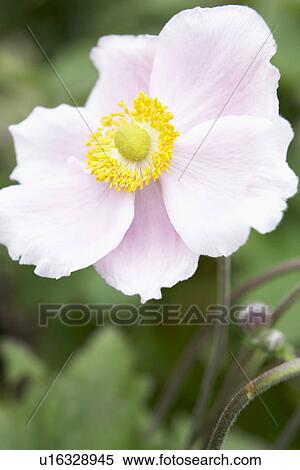Close-Up Of Japanese Anemone View Large Photo Image Stock Photography - Close-Up Of Japanese Anemone. Fotosearch