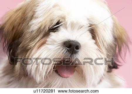 Stock Image - Close Up Of Lhasa Apso Dog. Fotosearch