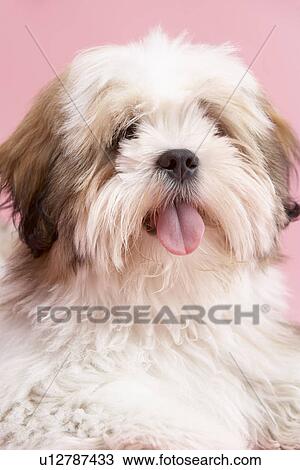 Close Up Of Lhasa Apso Dog View Large Photo Image Stock Image - Close Up Of Lhasa Apso Dog. Fotosearch
