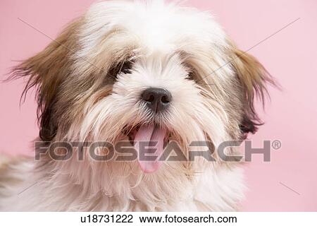Close Up Of Lhasa Apso Dog View Large Photo Image Stock Image - Close Up Of Lhasa Apso Dog. Fotosearch