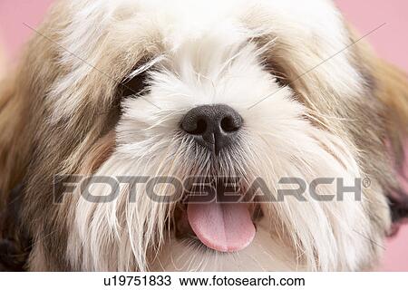 Stock Image - Close Up Of Lhasa Apso Dog. Fotosearch