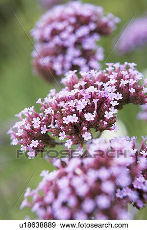 Close-Up Of Viburnum Plant View Large Photo Image Stock Photo - Close-Up Of Viburnum Plant. Fotosearch