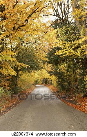 Country Road In Autumn View Large Photo Image Picture - Country Road In Autumn. Fotosearch