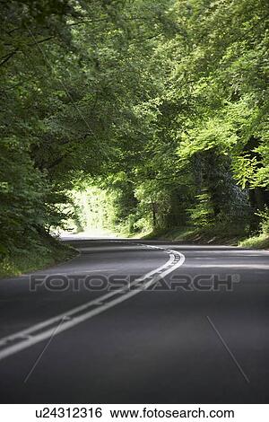 Country Road Lined By Large Green Trees View Large Photo Image Stock Photograph - Country Road Lined By Large Green Trees. Fotosearch