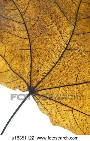 Stock Image - Detail Of A Dry Leaf. Fotosearch