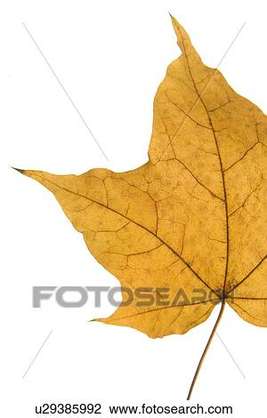 Stock Image - Detail Of A Dry Leaf. Fotosearch