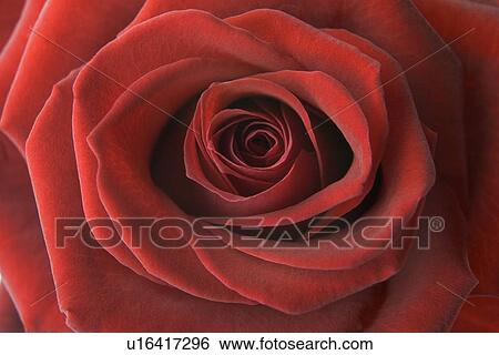 Detail Of Red Rose View Large Photo Image Stock Photograph - Detail Of Red Rose. Fotosearch
